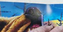 Big Buck Hunter HD Wild Video Arcade Game Header #606-01102-01 (2582)